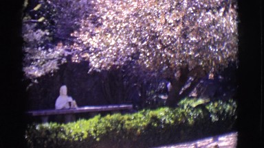 1965: a beautiful tree is seen TOLEDO, OHIO