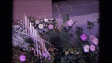 1970: A Close-Up of a Flower Scene in Florida