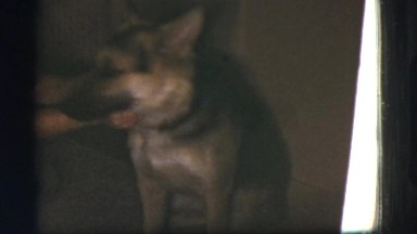 1968: A Young Man Playing With a German Shepherd Dog in an Enclosed Space
