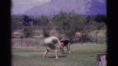 1968: german shepherd playing with water from garden hose COTTONWOOD, ARIZONA