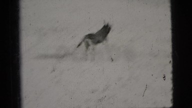 1956: Exuberant Doberman Puppy Plays on Beach as Master Watches