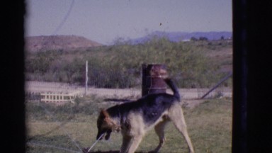 1968: a dog is seen jumping COTTONWOOD, ARIZONA