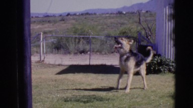 1968: german shepherd getting sprayed with garden hose. COTTONWOOD, ARIZONA