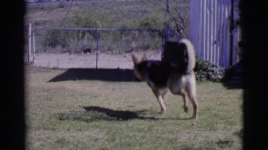 1968: a dog playing alone in a ground COTTONWOOD, ARIZONA