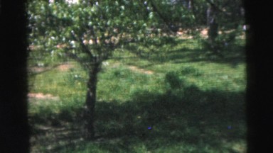 1962: the trees and the greenery in the park always looks great NEW YORK CITY