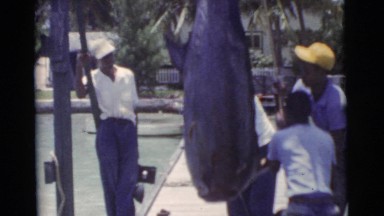 1956: men hang up a large swordfish on a dock with a rope and pulley
