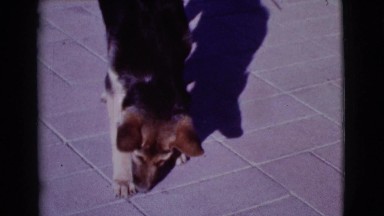 1968: the dog trying to eat something on the floor COTTONWOOD, ARIZONA