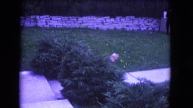 1964: the kids are playing hide and seek game in a park NIAGRA FALLS, NEW YORK