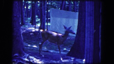 1964: curious deer at the camp ground NIAGRA FALLS, NEW YORK