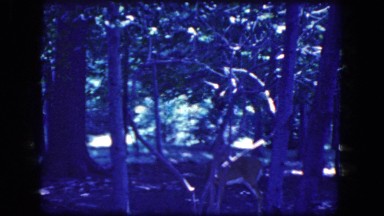 1964: a young doe in the forest campground watches us NIAGRA FALLS, NEW YORK