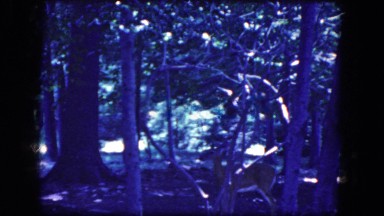 1964: the deer in the forest NIAGRA FALLS, NEW YORK