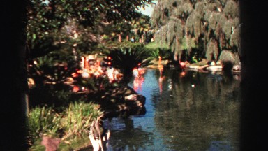 1969: flamingos wade daintily in their pond among the trees while visitor walk