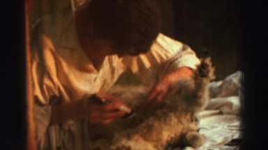 1969: a dog is seen being pet and cleaned YOSEMITE, CALIFORNIA