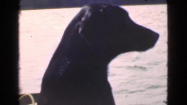 1946: ocean riding dog, taking in a boating and summer fun! MIAMI. FLORIDA
