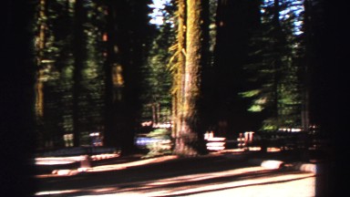 1969: peaceful picnic area with large trees on a sunny day. YOSEMITE, CALIFORNIA