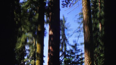 1969: looking at the giant pine trees that grow huge in the forest YOSEMITE,