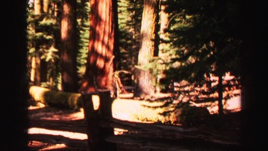 1969: a tall, beautiful, massive redwood tree in the forest YOSEMITE, CALIFORNIA