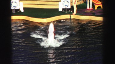 1969: dolphin marine pool showing off YOSEMITE, CALIFORNIA