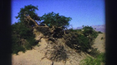 1969: uprooted tree is not good for the nature and the environment YOSEMITE,