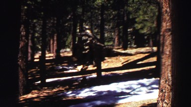 1969: unknown animal in possible evergreen forest YOSEMITE, CALIFORNIA