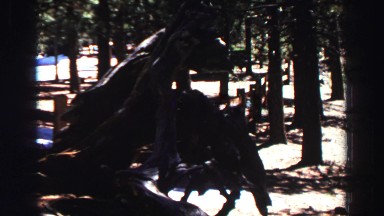 1969: the tree wetted in the forest YOSEMITE, CALIFORNIA