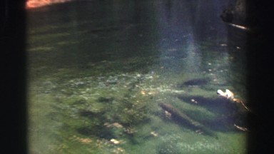 1969: looking out across a stream and up to the trees on the other bank
