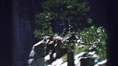 1969: a zoo scene YOSEMITE, CALIFORNIA