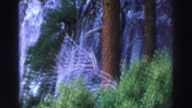1969: tall evergreen in forest YOSEMITE, CALIFORNIA