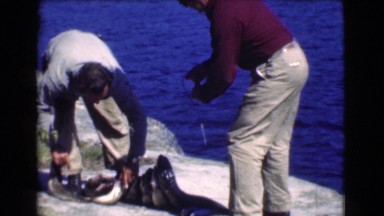 1951: men taking fishes that they catch CANADA