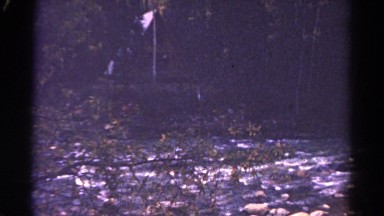 1967: bare and fallen branch lies across shallow stream littered with stones