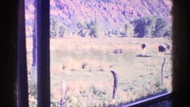 1967: drive through mountains and caw view COLORADO