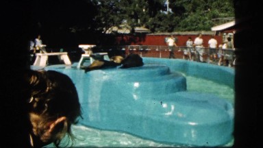 1963: crowd of people looking at seals swimming. CALIFORNIA