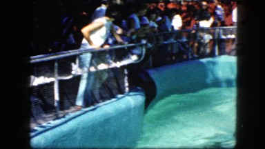 1963: pool and the dolphins in it people are watching CALIFORNIA