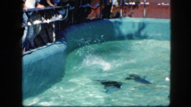 1963: sea lion is seen CALIFORNIA