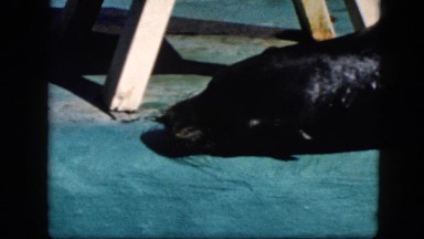 1963: sea lion is seen CALIFORNIA