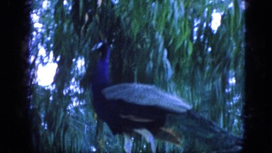 1963: beautiful majestic peacock with long blue neck CALIFORNIA