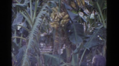 1952: young woman observing banana tree in jungle setting NEVADA