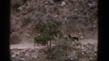 1952: two people on donkeys traveling up mountain trail. NEVADA