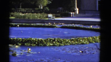 1952: healthy green lily pads plants on pond CALIFORNIA