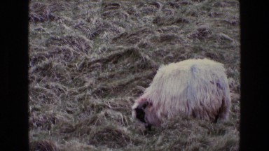 1969: Outside the Farm Keeping Watch as the Sheep Eat to Fill Their Stomach
