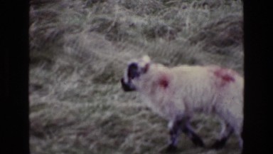 1969: a sheep is seen ENGLAND