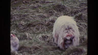 1969: a zoo scene ENGLAND