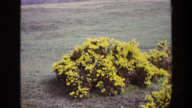 1969: vintage clip of yellow bush