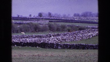 1969: A Lush Garden in Ireland