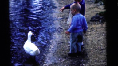 1963: curious children feeding the ducks of the ponds in the park together.