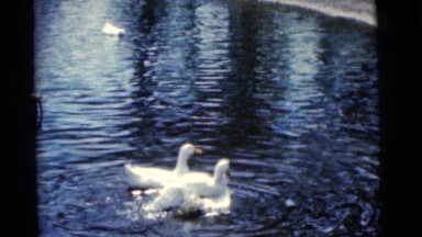 1963: Birds Feeding in Camden, New Jersey