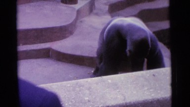 1963: gorilla avoids looking at camera CAMDEN, NEW JERSEY