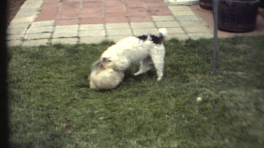 1972: Dogs Play Joyfully at Grand Canyon, Arizona