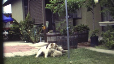 1972: Dogs Play at Grand Canyon, Arizona