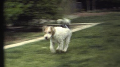 1972: A Dog is Seen Being Pet at Grand Canyon, Arizona